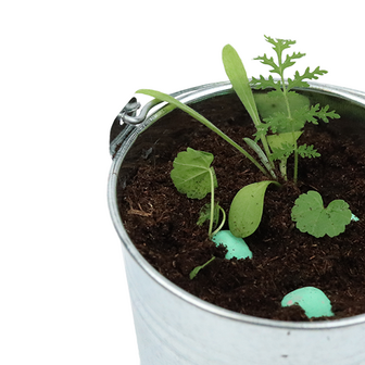Zaadbommetjes per stuk - groen